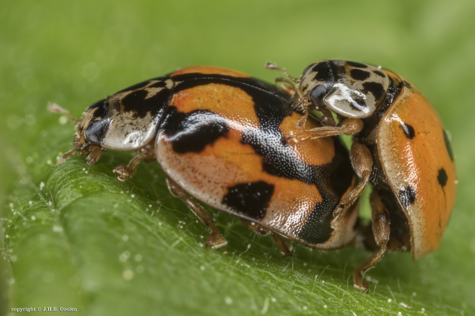 Tienstippelig lieveheersbeestje(s) - Geleedpotigen - Tienstippelig lieveheersbeestje