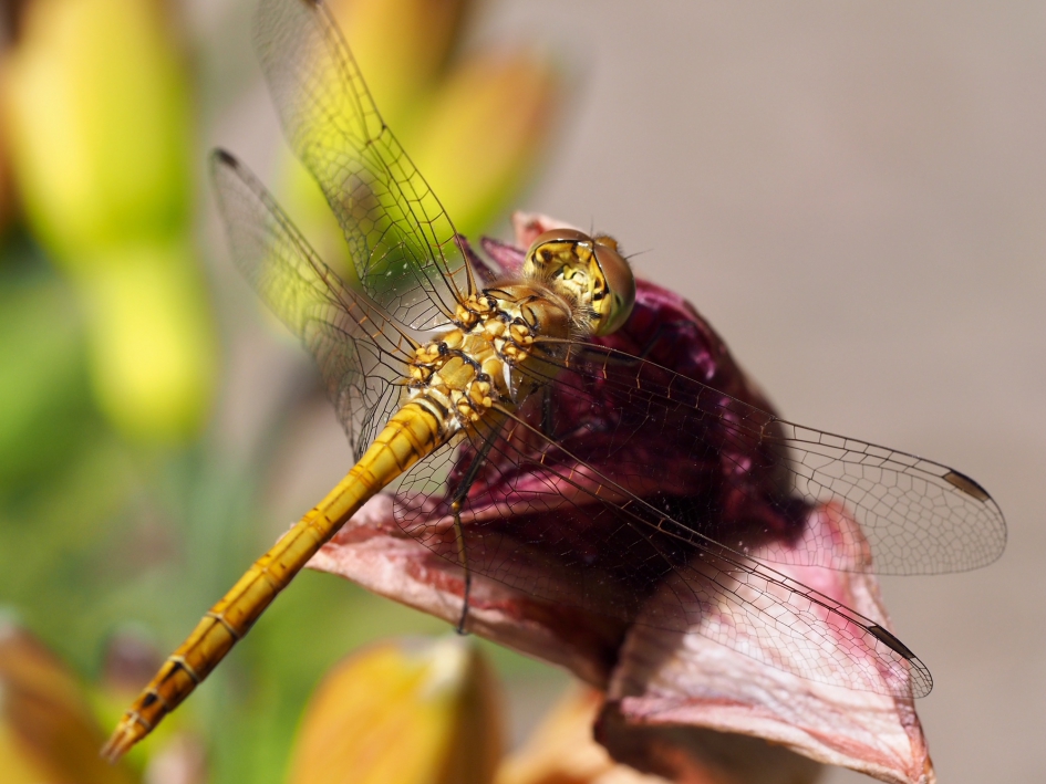 Tja libelles - Geleedpotigen - Vroege glazenmaker???