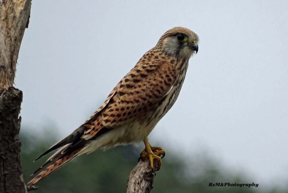 Torenvalk. - Vogels - Torenvalk.