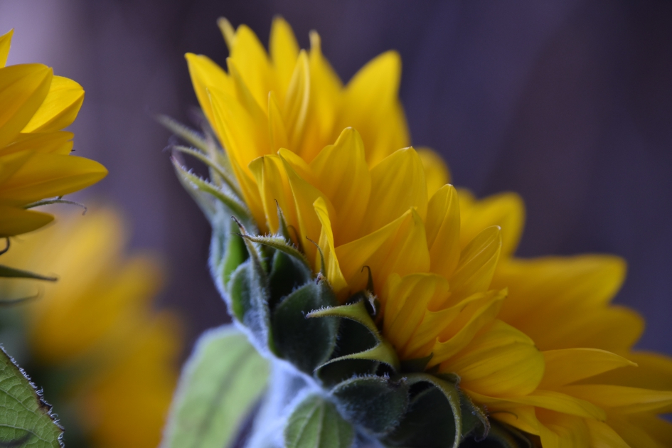 Tour de France - Planten - 