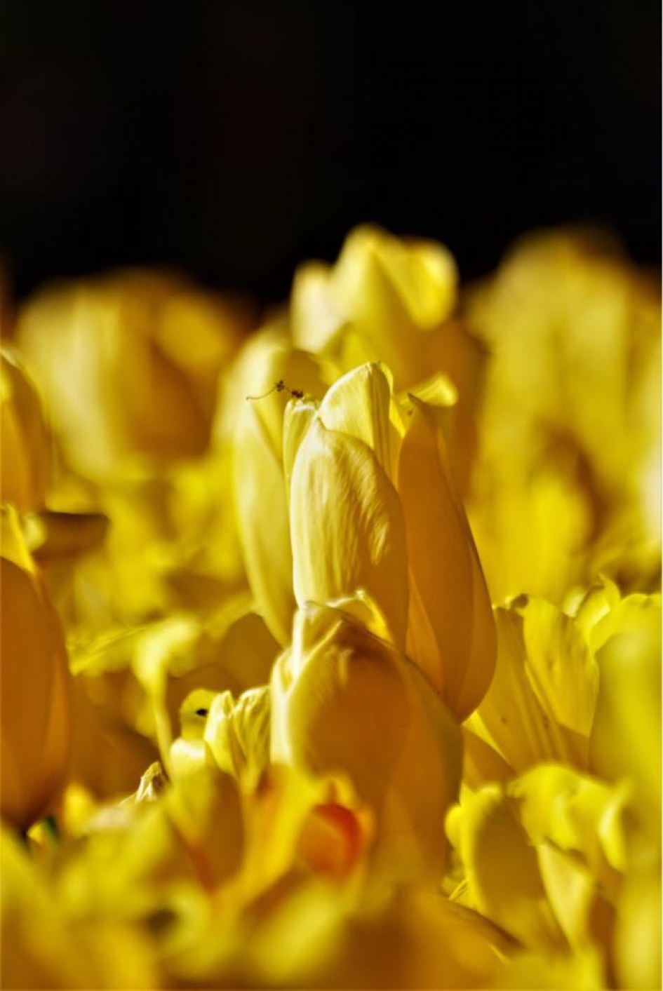 Tulpen - Planten - Tulp