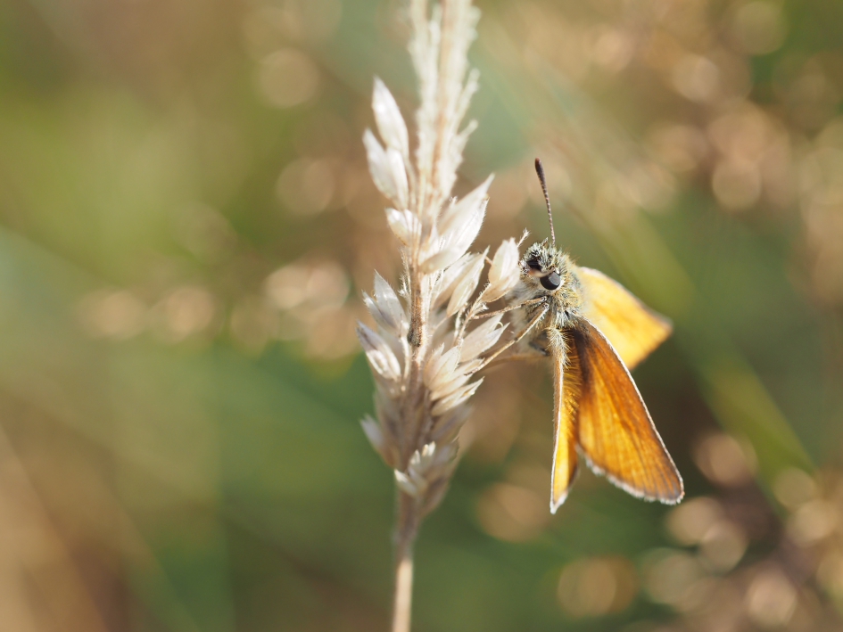 Twee oogjes - Geleedpotigen - Groot dikkopje