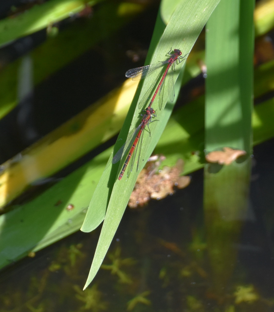 Tweeling - Geleedpotigen - 