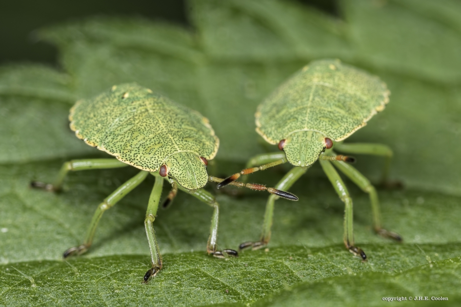 Tweeling ? - Geleedpotigen - Groene stinkwants (nimf)