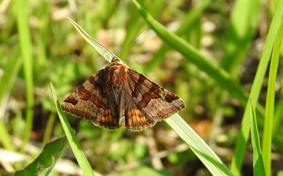 Uiltje - Geleedpotigen - Bruine daguil