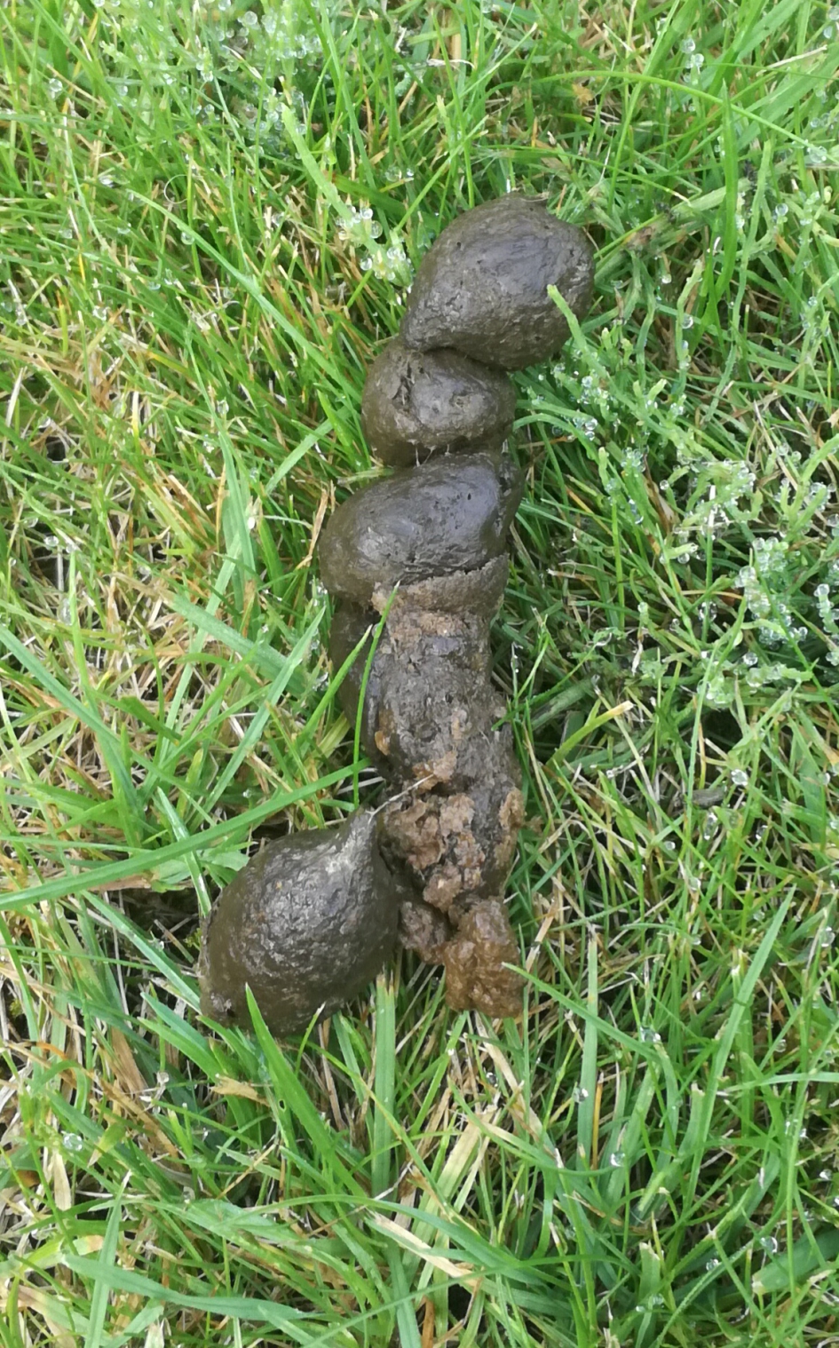 Uitwerpsel - Zoogdieren - 