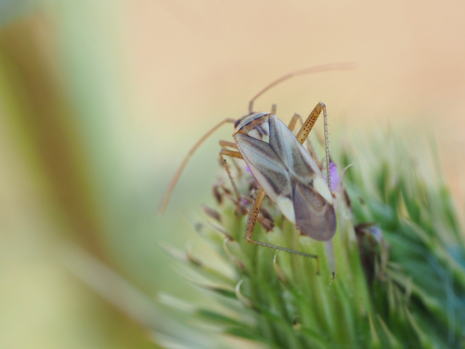 Uitzicht - Geleedpotigen - Luzernesierblindwants