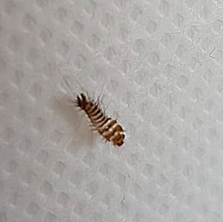 Van welk insect is dit?