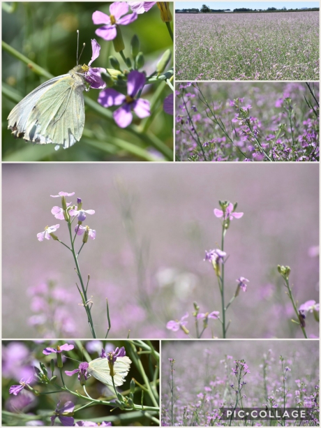 Veel vlinders waren er ook te vinden
