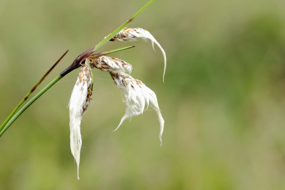 veenpluis - Planten - 