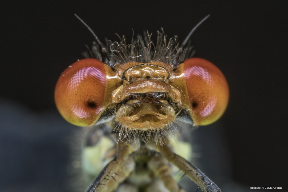 Verduistering - Geleedpotigen - Grote Roodoogjuffer