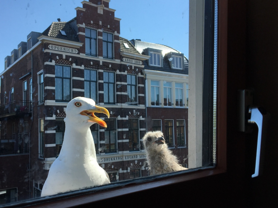 Veren in de dakgoot :-) - Vogels - Meeuwen.