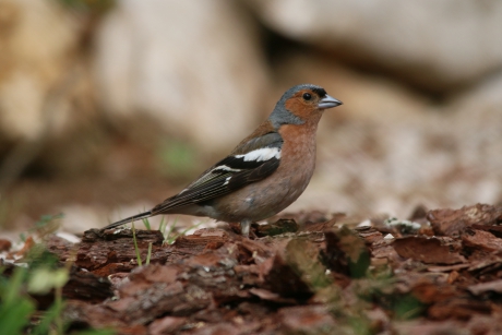 Vink