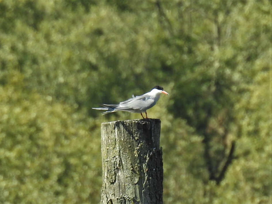 Visdiefje op paal. - Vogels - Visdiefje