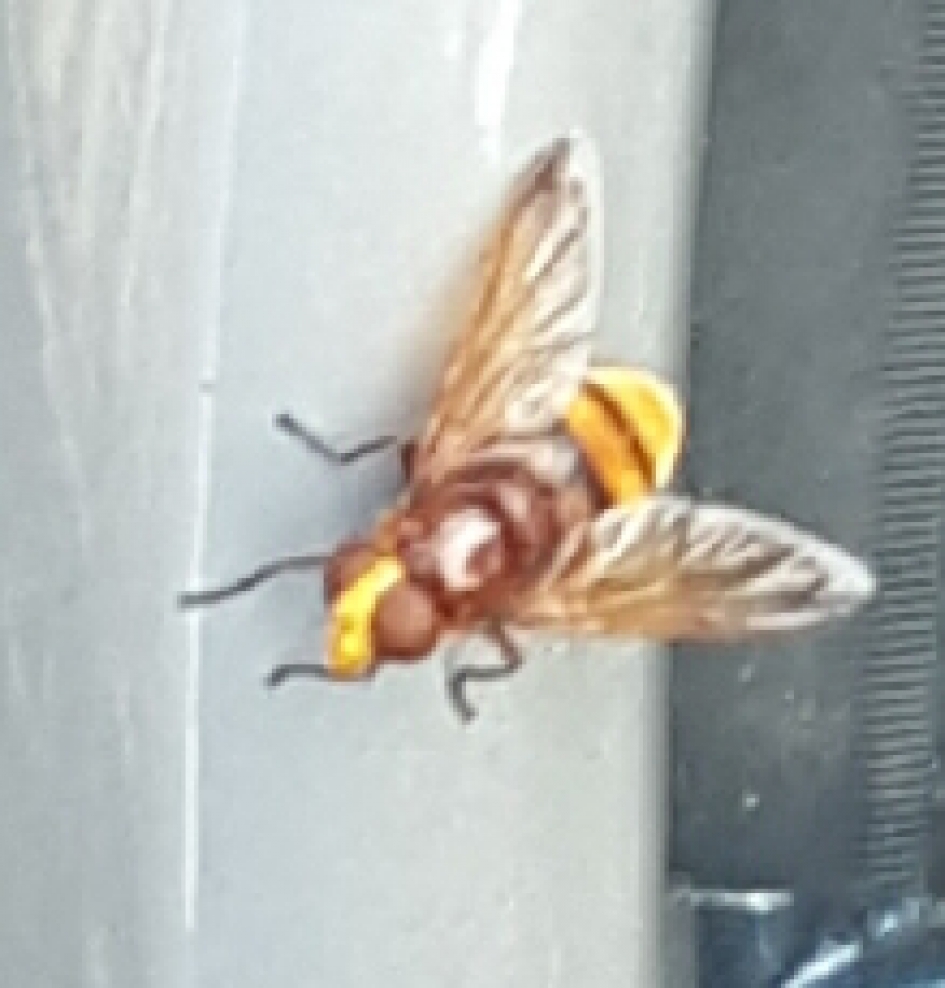 Vlieg? - Geleedpotigen - 