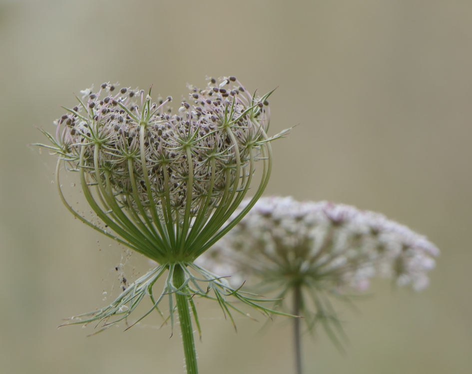 Vogelnestje - Planten - Wilde peen