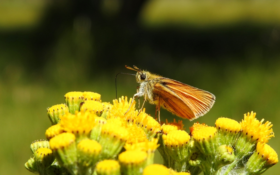 Volop eten in het duin - Geleedpotigen - Dikkopje