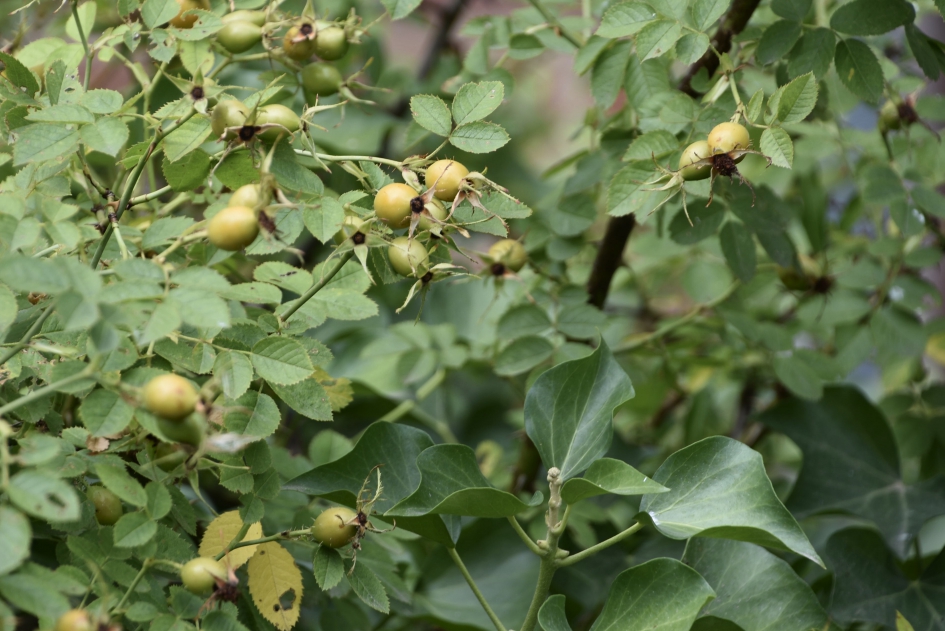Uitgebloeid - Planten - 