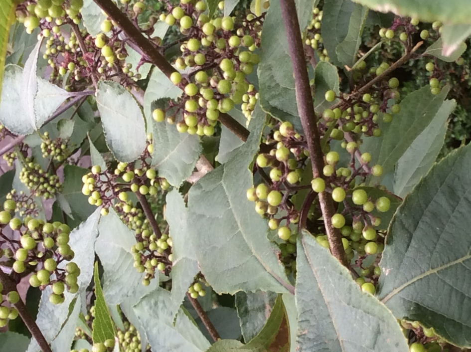 Voorraadje voor de herfst - Planten - 