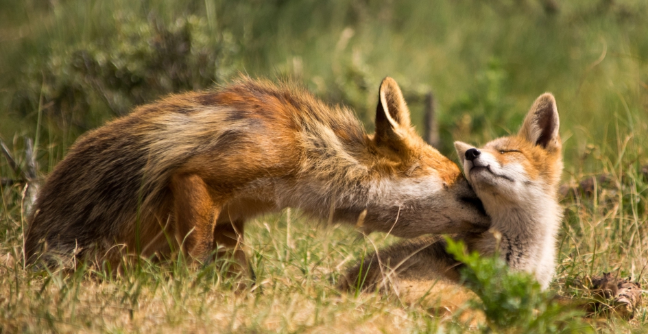 Vos. - Zoogdieren - Vos.