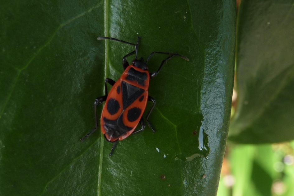 Vuurwants - Geleedpotigen - 