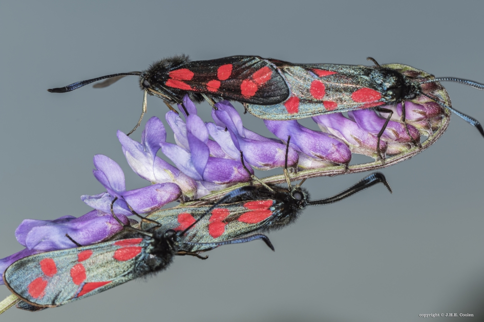 Wachten op.... ? - Geleedpotigen - Sint-jansvlinder