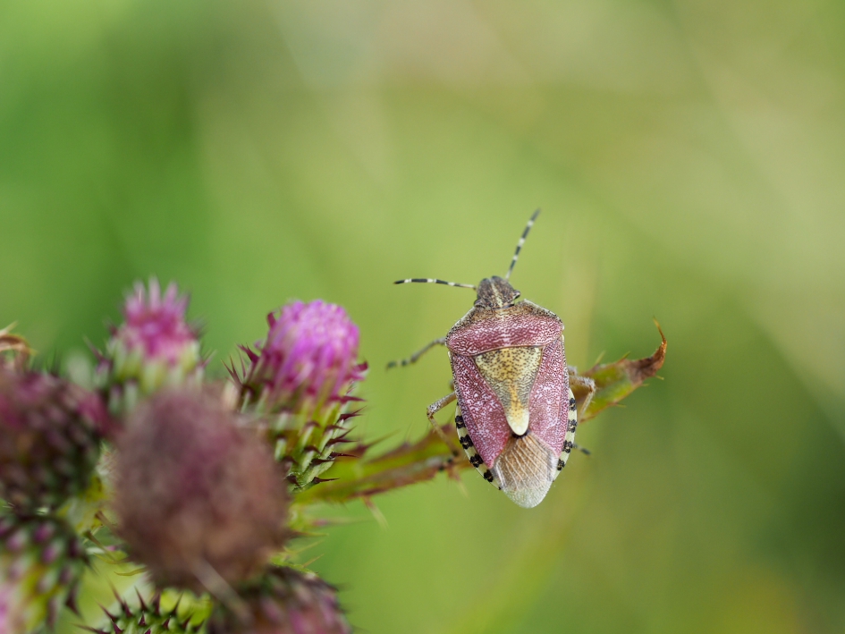 Want’s more - Geleedpotigen - Bessenwants of bessenschildwants