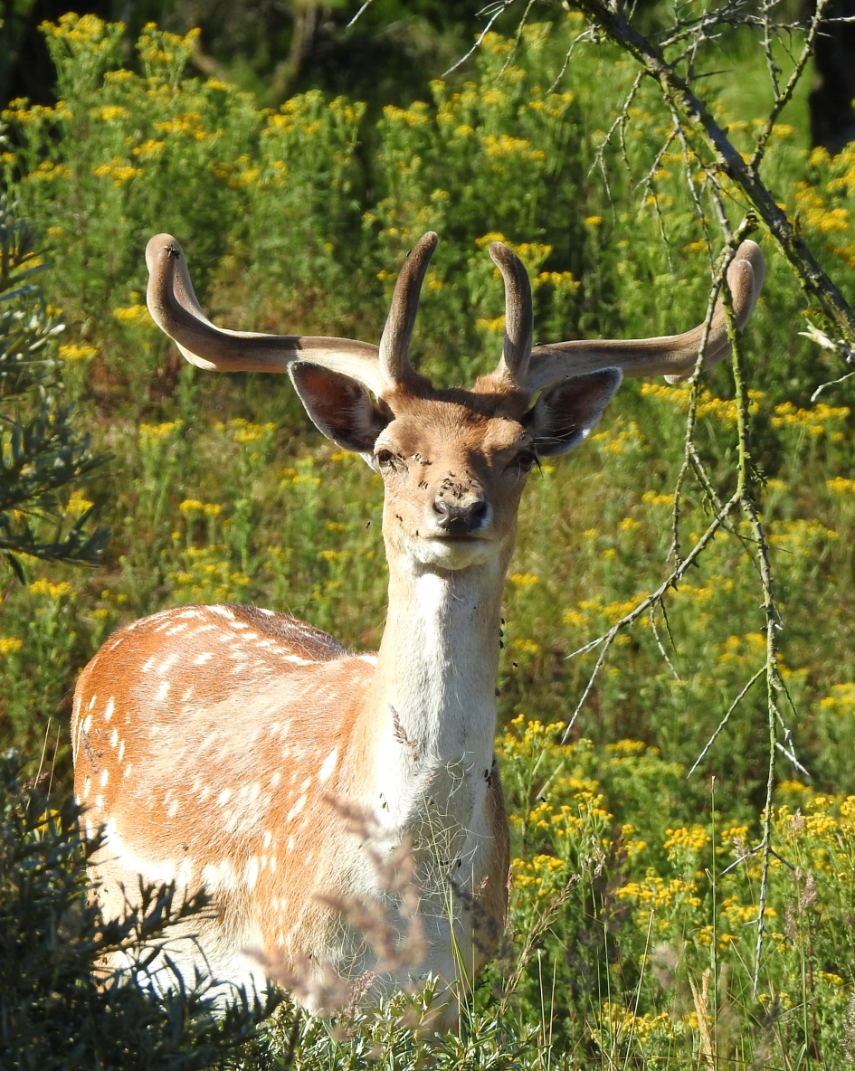 Warm in het duin - Zoogdieren - Damhert
