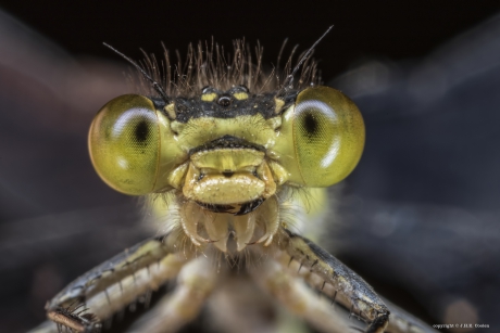 Wat er ook gebeurd.....