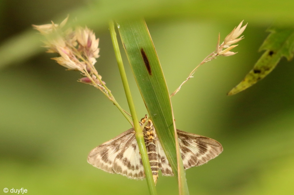 Wat heb ik mooie voelsprieten! - Geleedpotigen - ??