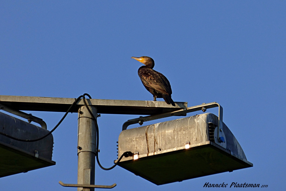 Wat ik niet verwachtte te zien op een lichtmast. - Vogels - Aalscholver