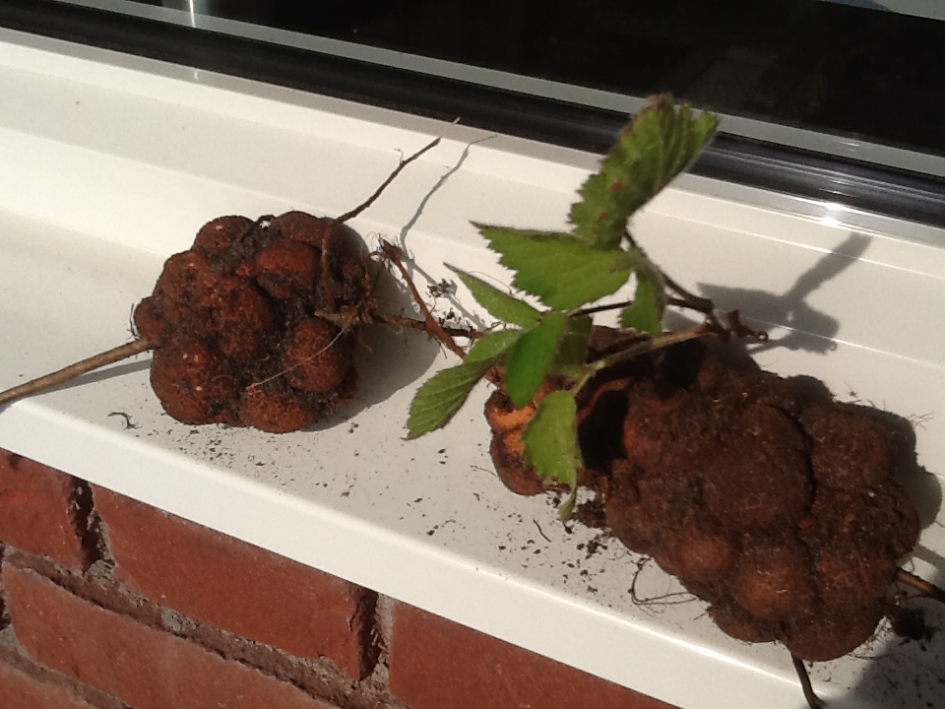 Wat is dit? - Planten - 