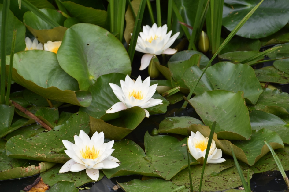 Waterlelies - Planten - 