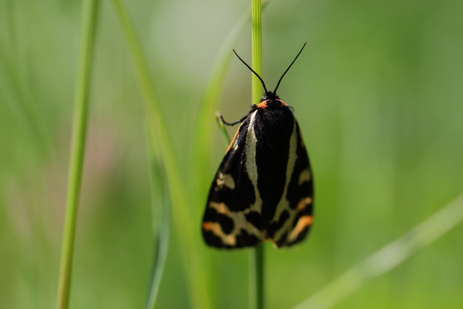 weegbreebeer - Geleedpotigen - 