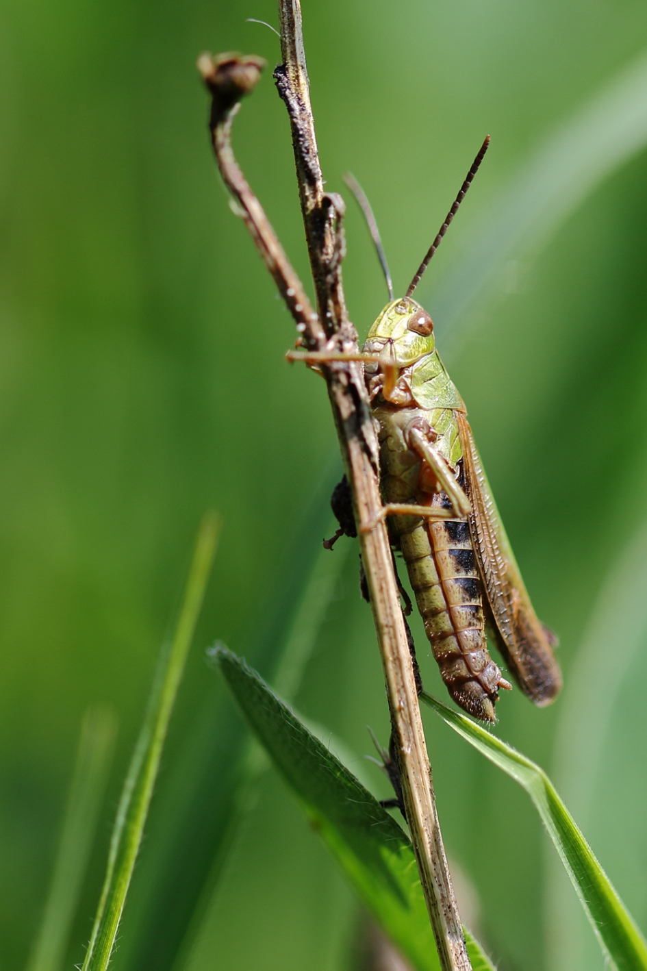 wekkertje - Geleedpotigen - 