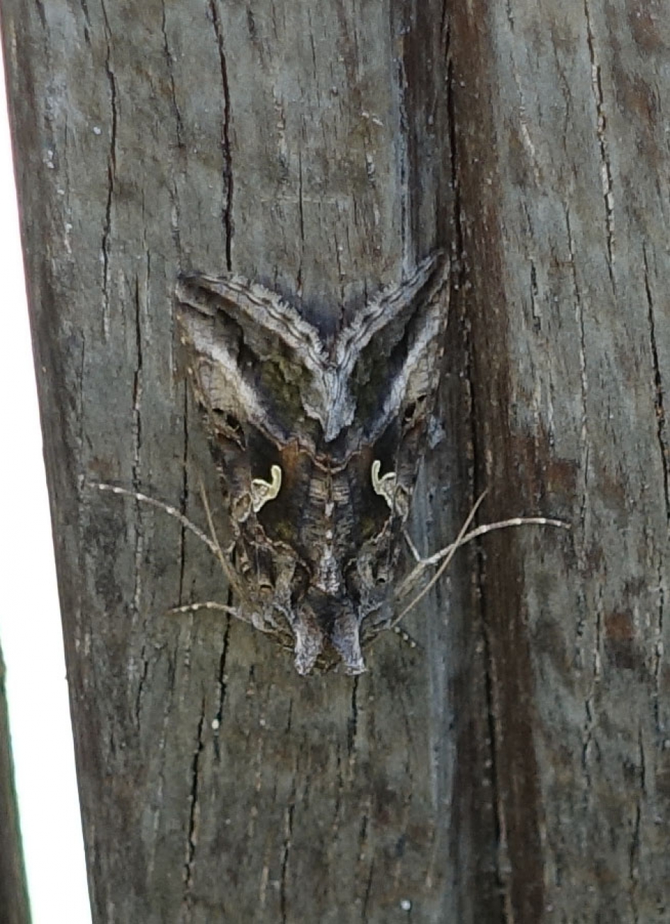 Welk insect is dit? - Geleedpotigen - 