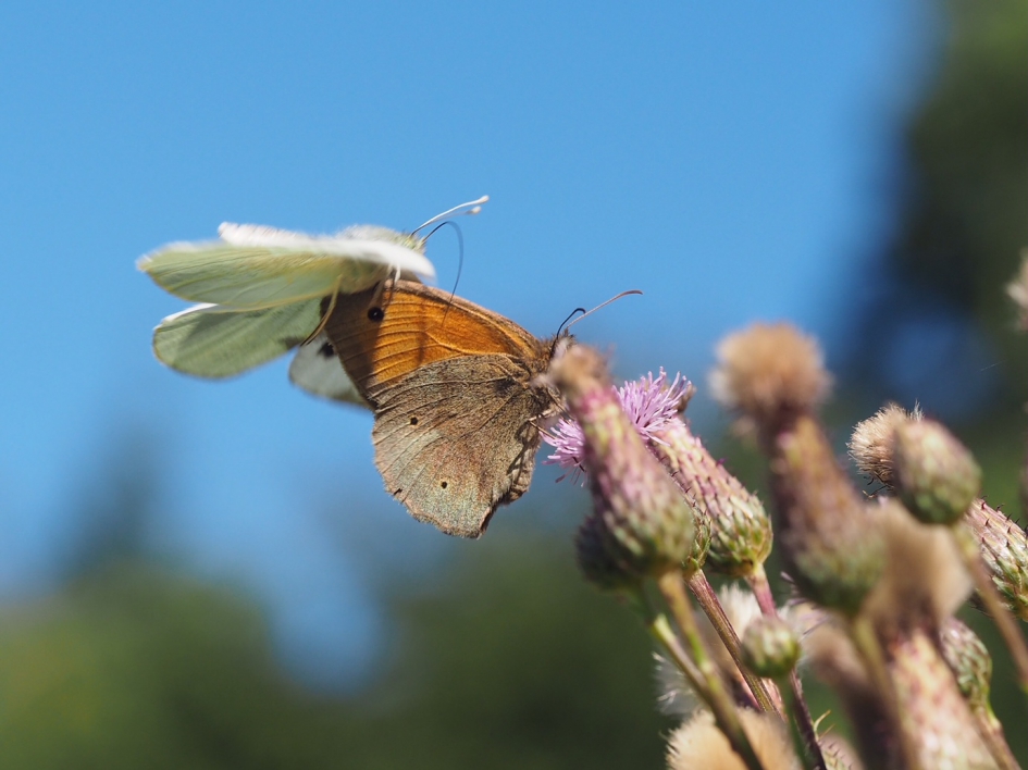 Wie is de baas - Geleedpotigen - 