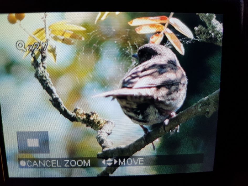 Wie is dit? - Vogels - 