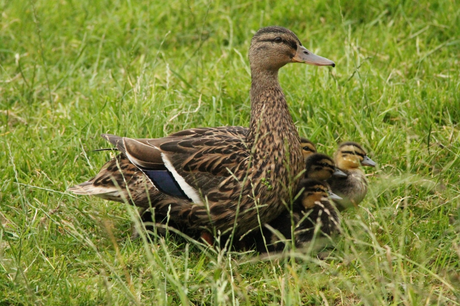 Wilde eend met kuikens - Vogels - Wilde eend
