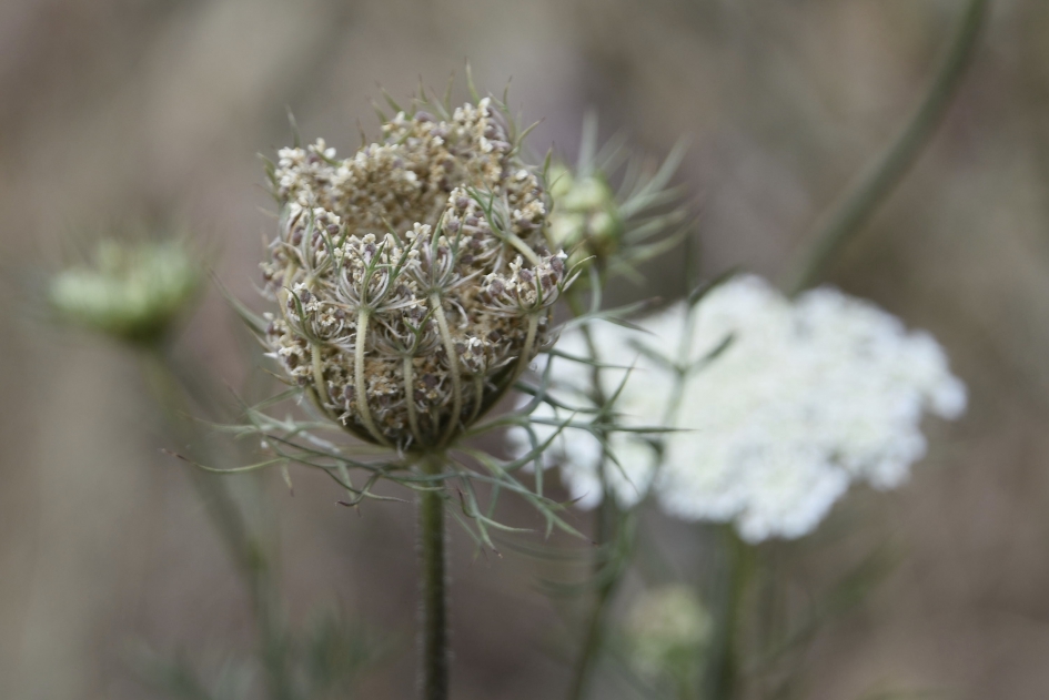 Wilde peen - Planten - 