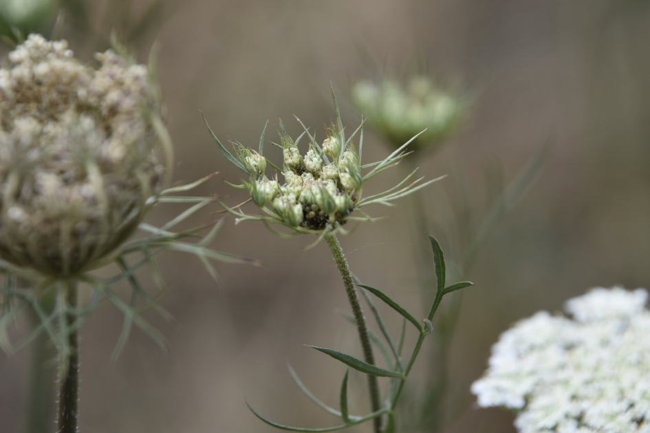 Wilde peen - Planten - 