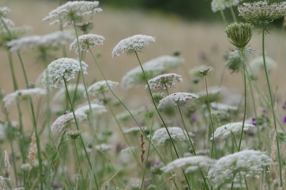 Wilde peen. - Planten - Wilde peen
