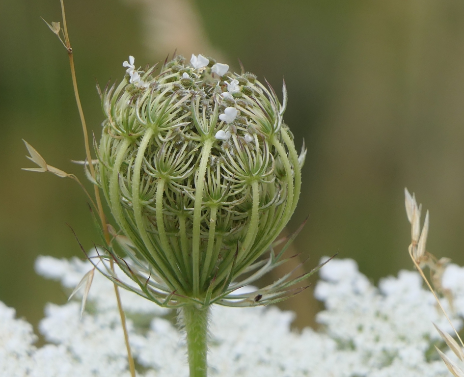 Wilde peen - Planten - Wilde peen