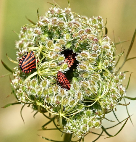 Wilde peen in pyjama