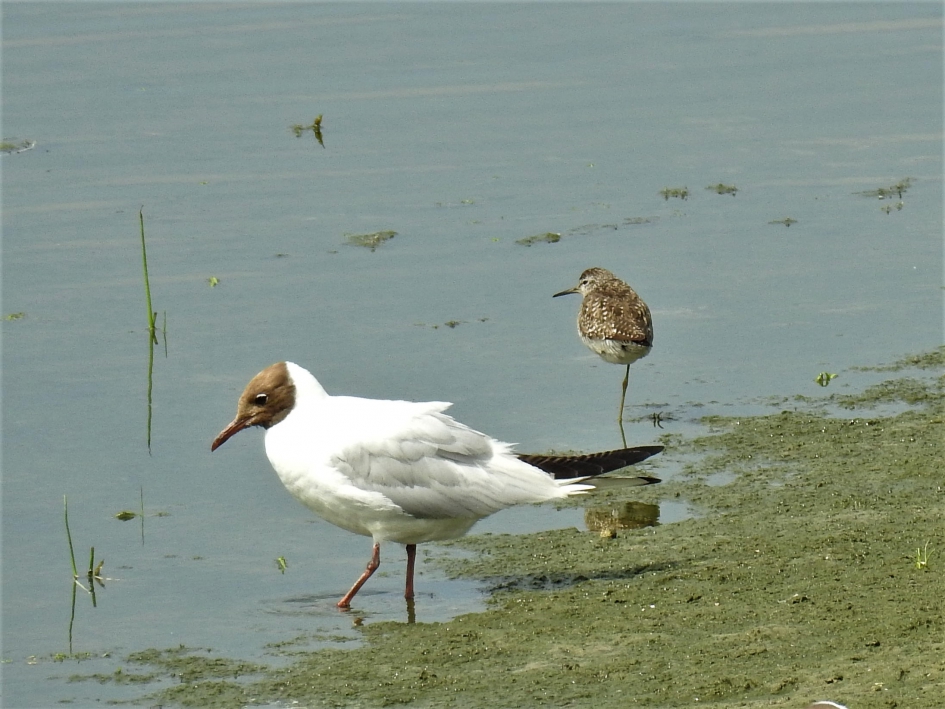 Bosruiter met kokmeeuw op het slik - Vogels - Bosruiter