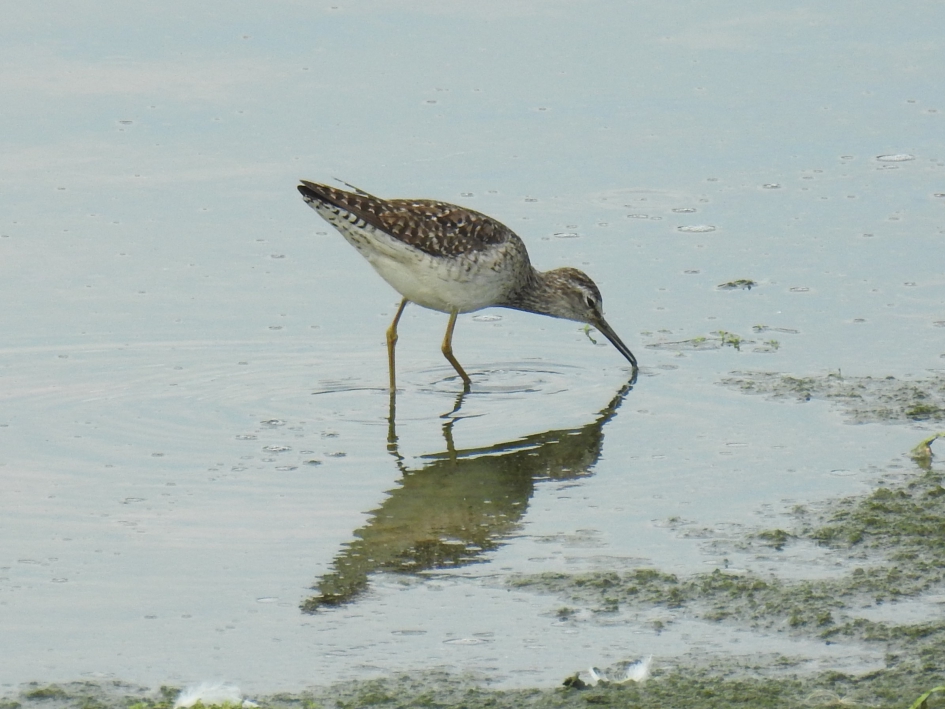 Bosruiter foerageert in het ondiepe water - Vogels - Bosruiter
