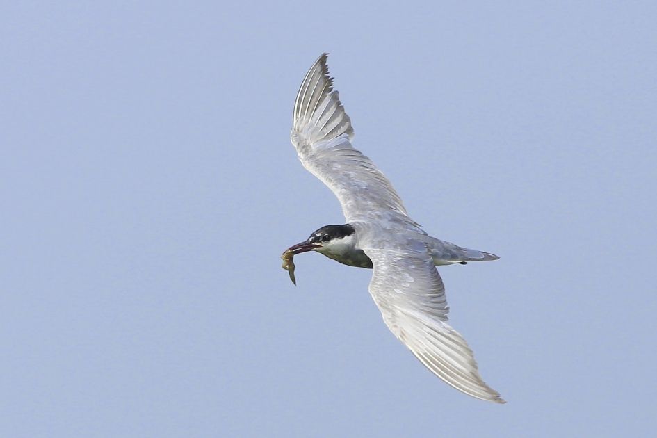 Witwangstern - Vogels - Witwangstern