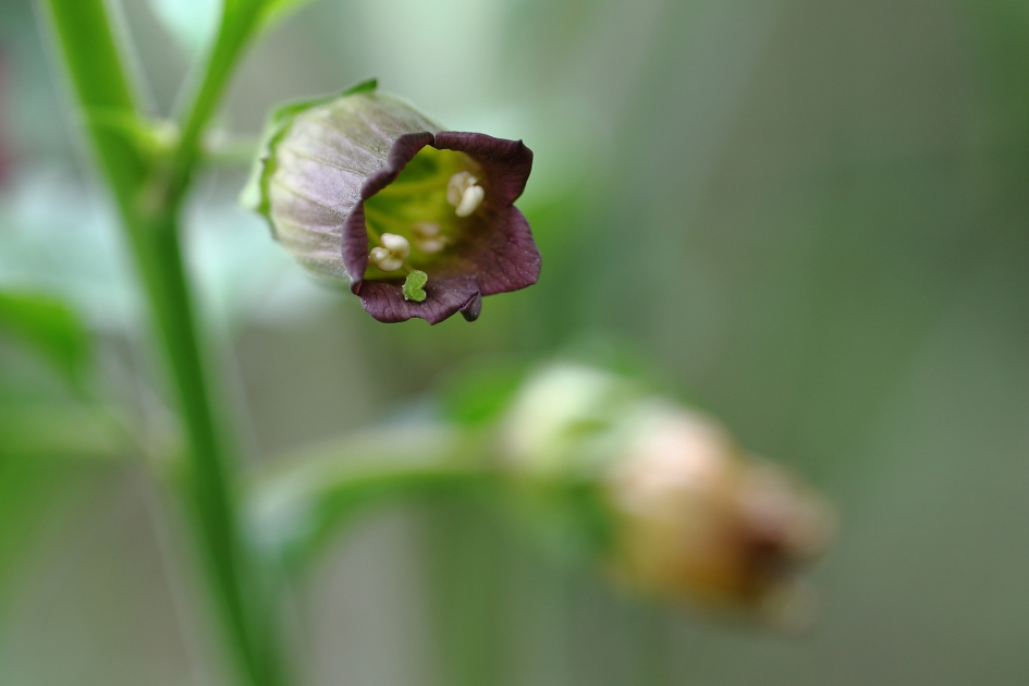 wolfskers (soort Bella-Donna) - Planten - 