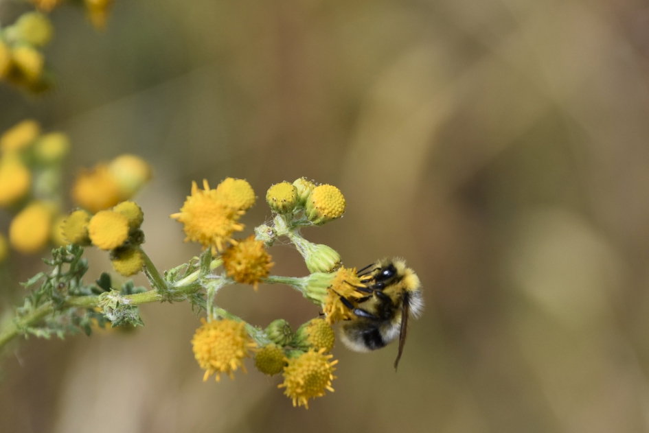 Ze hebben het moeilijk - Geleedpotigen - 