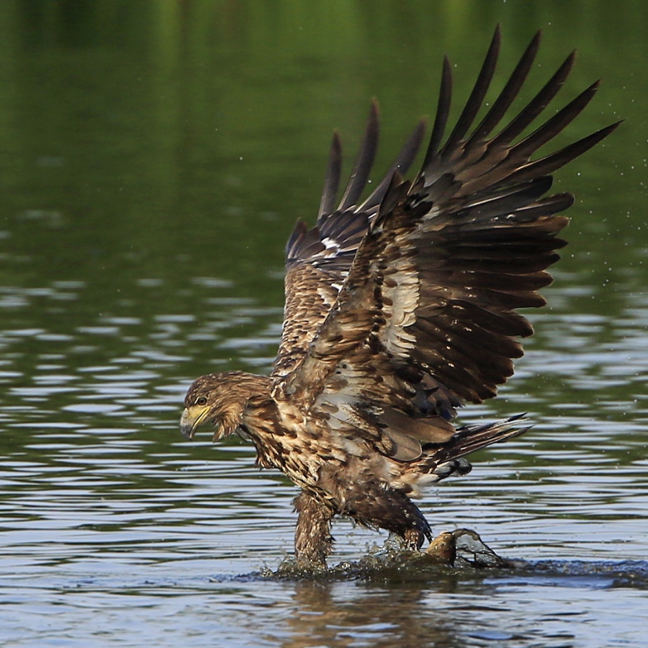 Zeearend pakt vis ... - Vogels - Zeearend